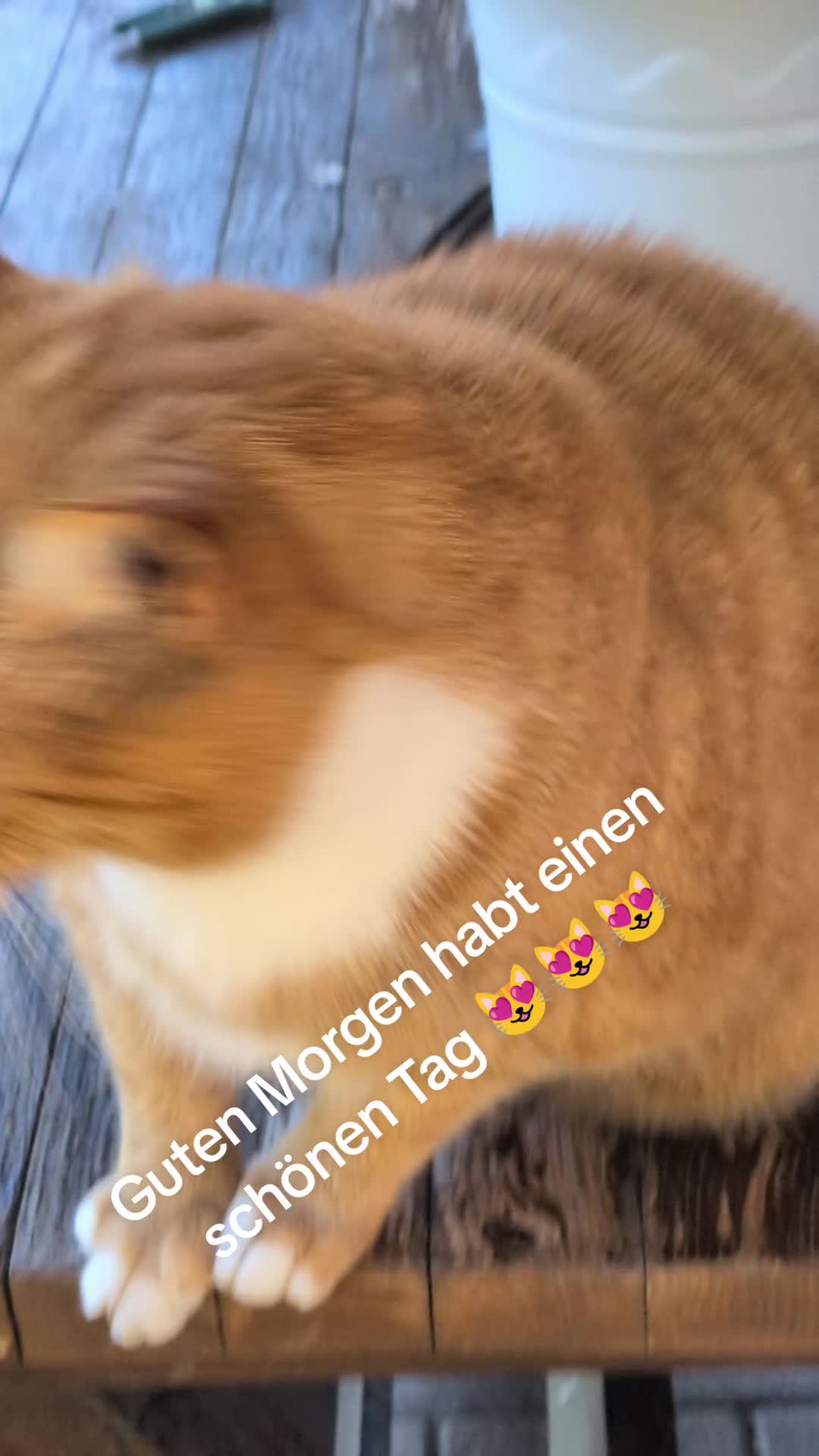 @😻Katrin&Odin 😻Modi Muddi 😻