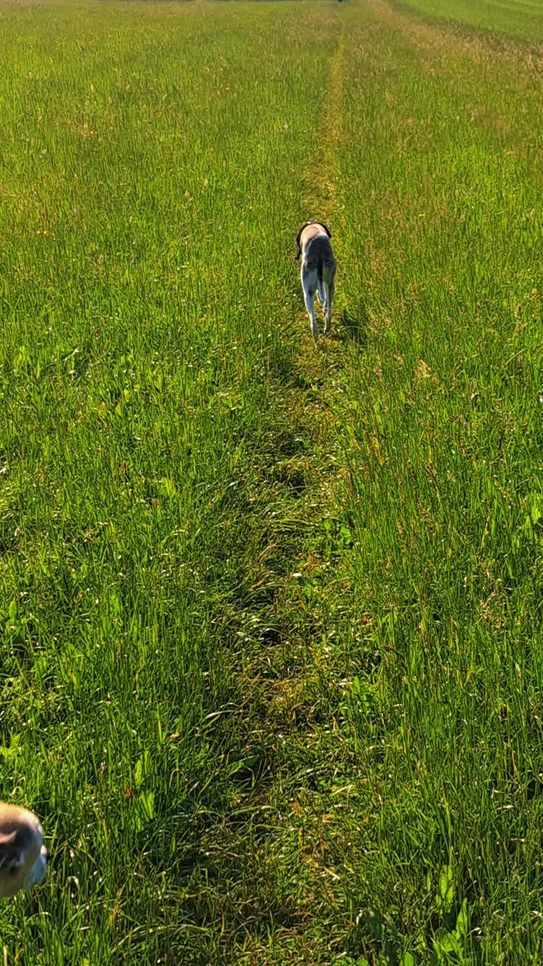 @Dino 🦕 디노 🦖 ディノ