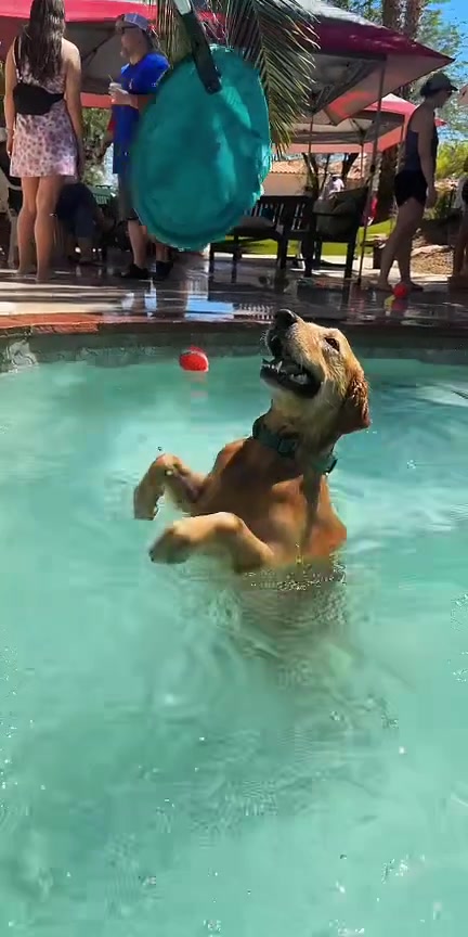 @CrysSTALLION 🎲🦮👣🥜