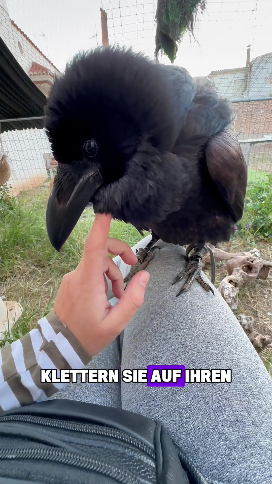 @Tierheim