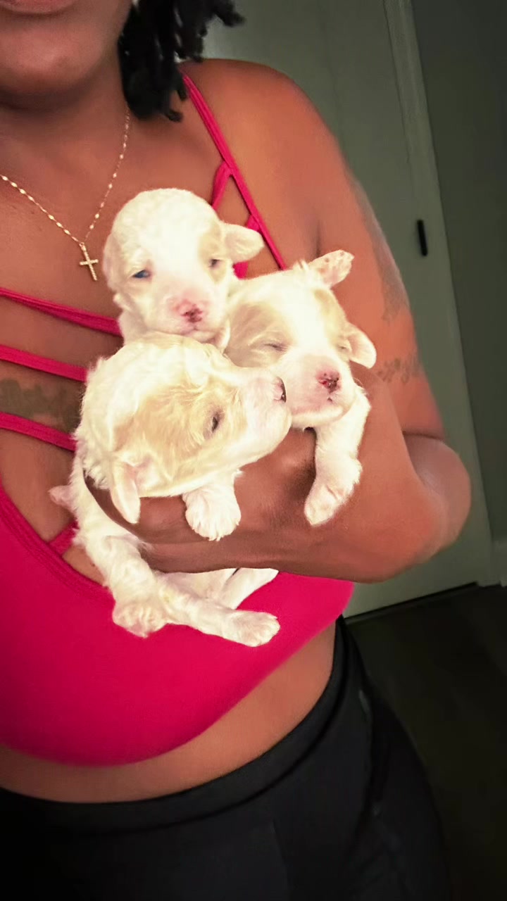 @Shortcake_kennel_2