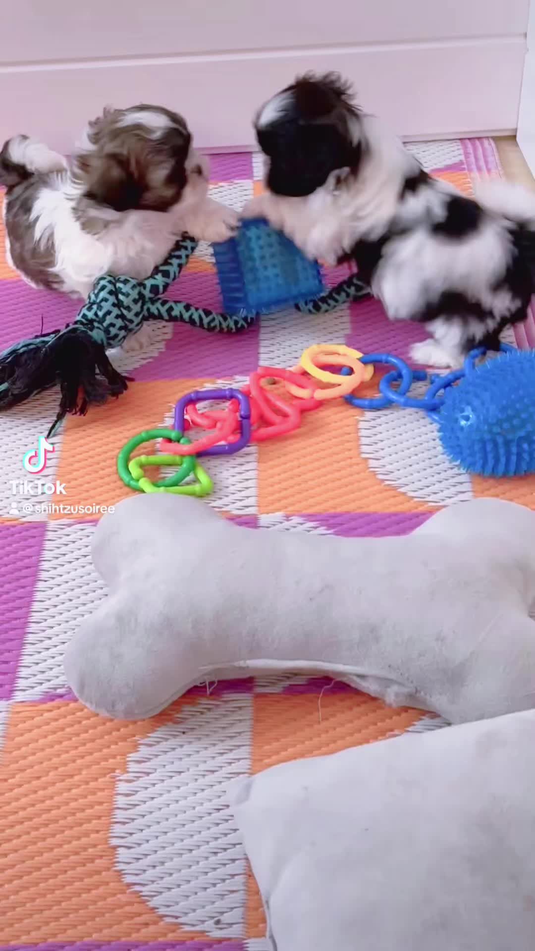 @SHIHTZU SOIR&Eacute;E