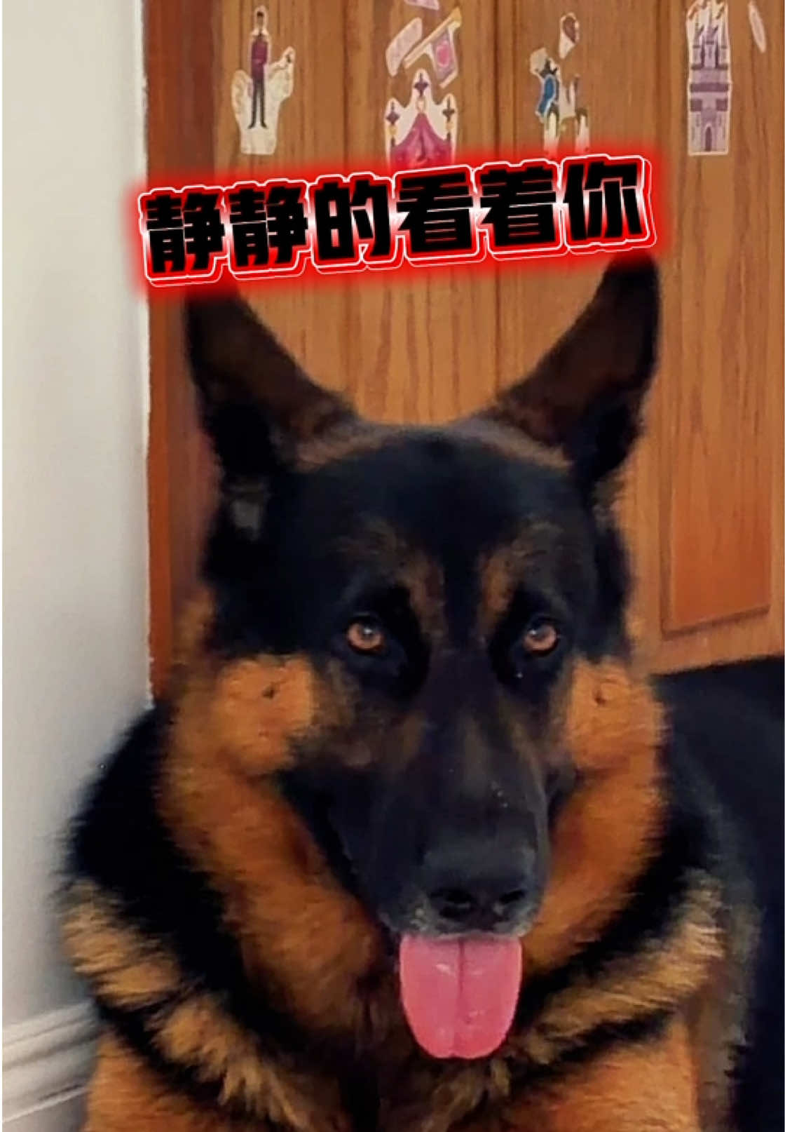 @Ginger-金橘德牧