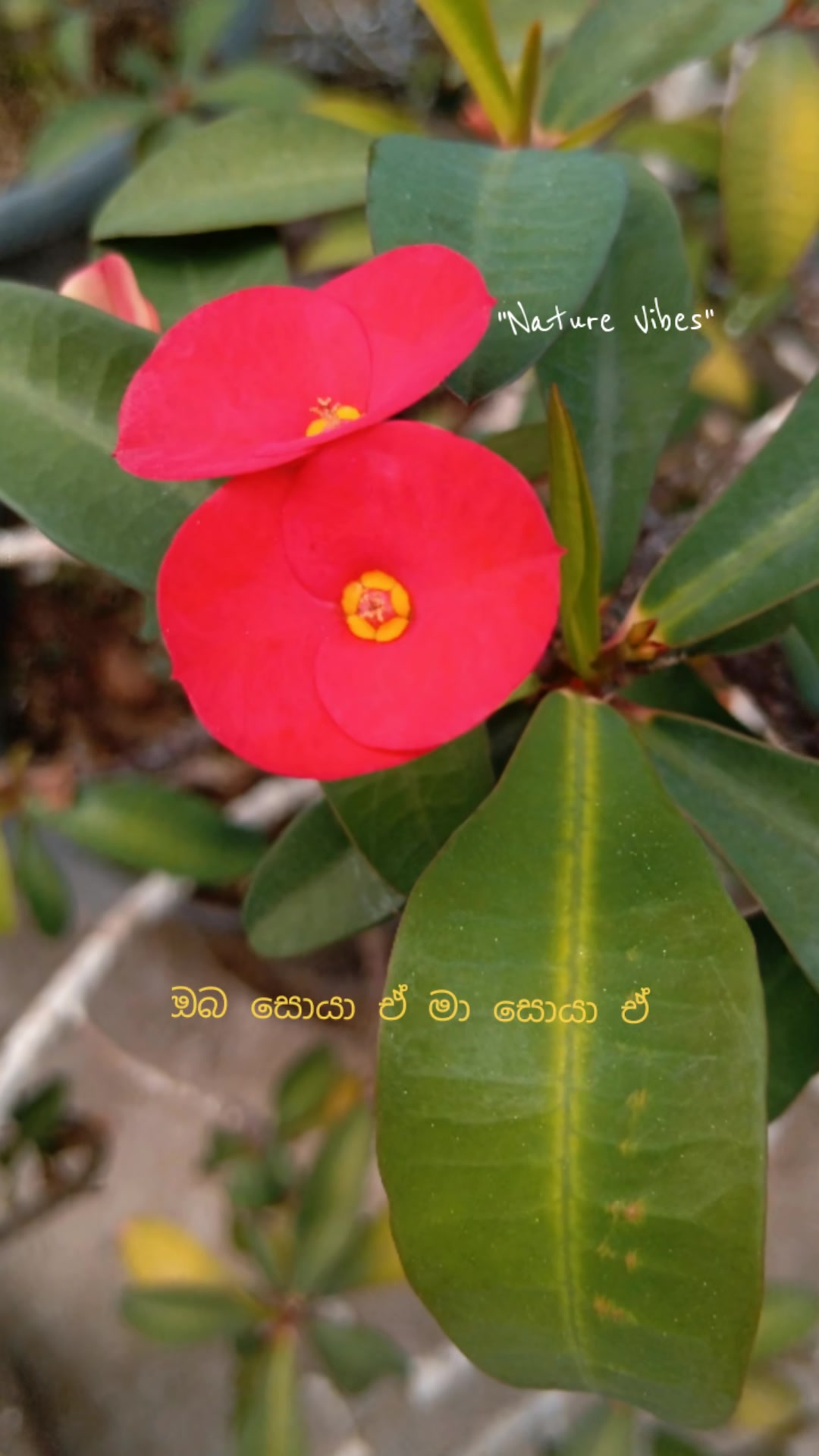 @Nandika Dananjaya
