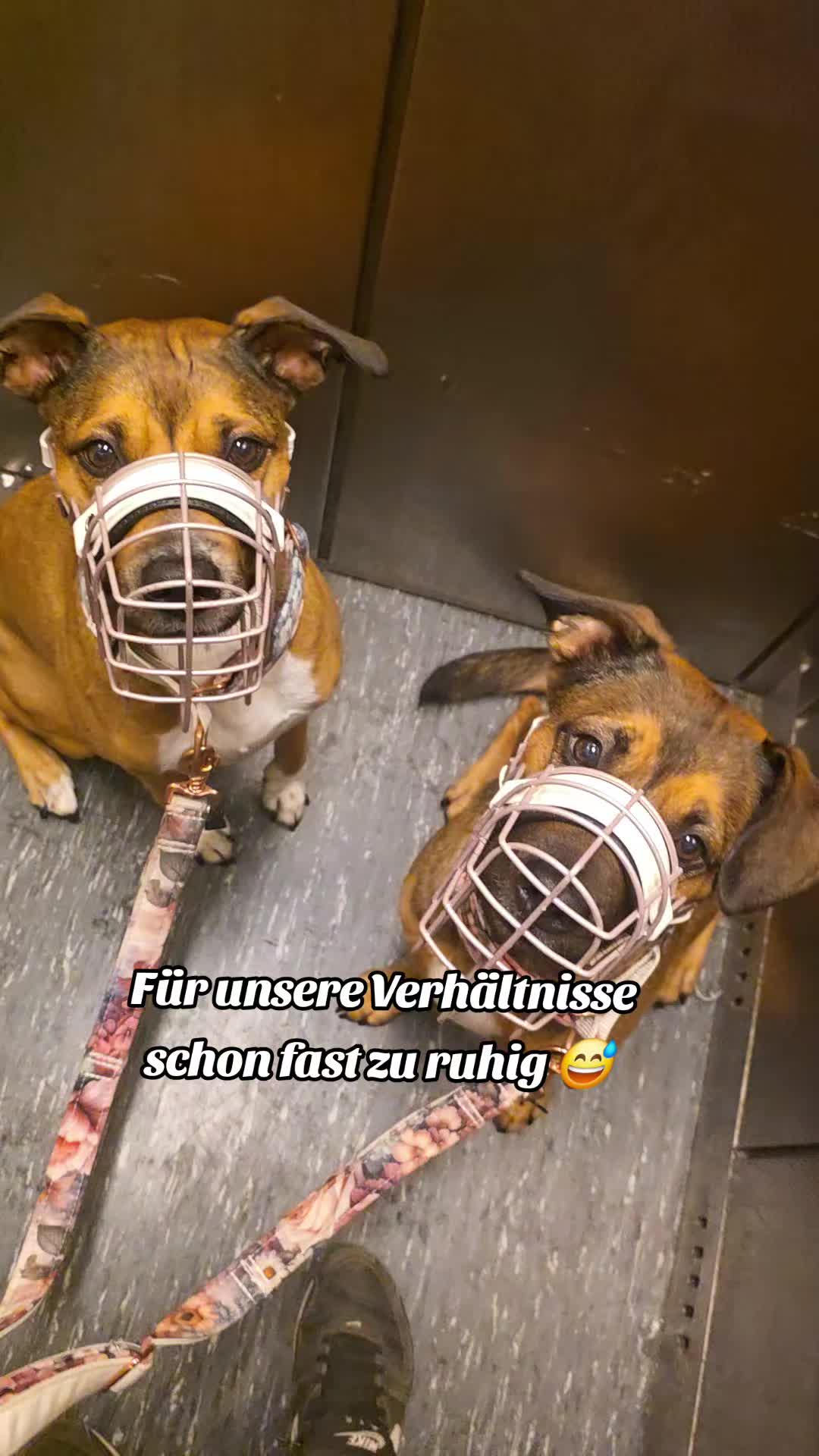 @Staffordshiremix Geschwister🐾