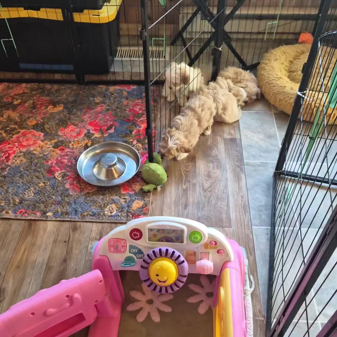 @Barb's Precious Pups