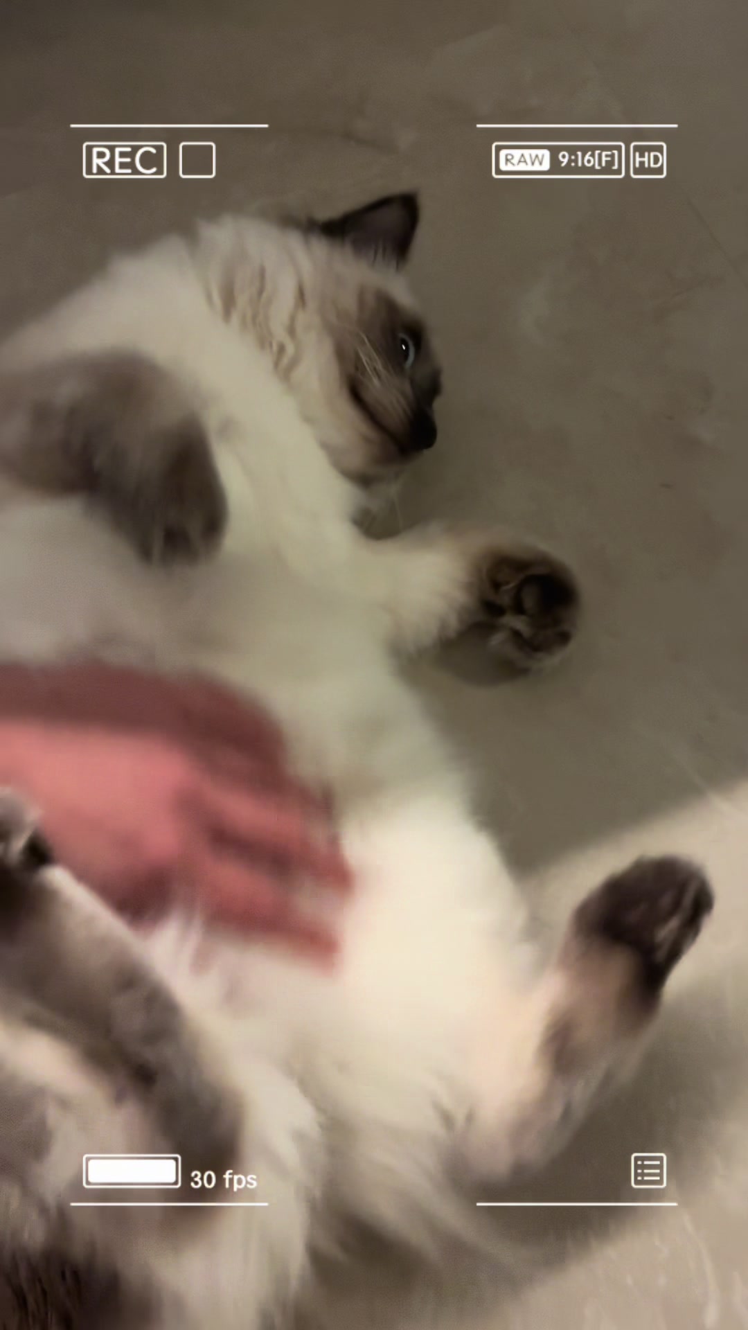 @Amadeus the ragdoll