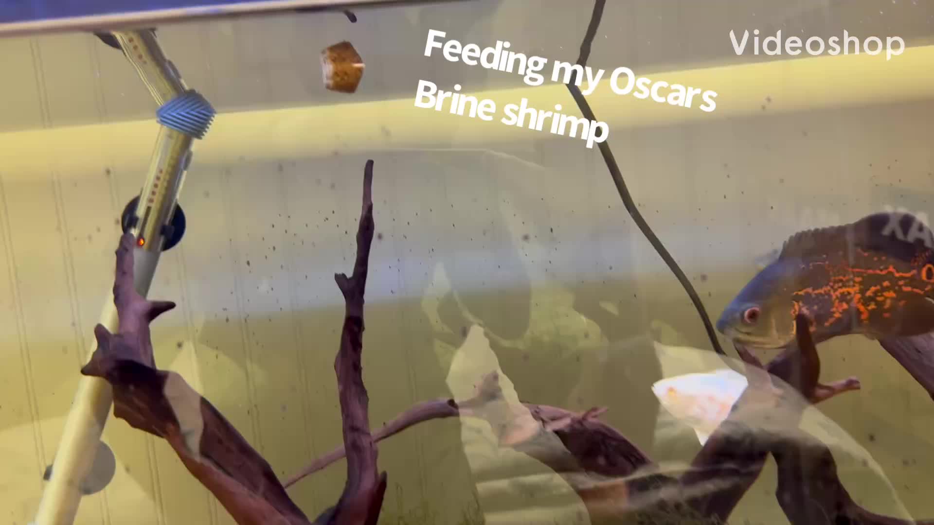 @fishdaddy2002