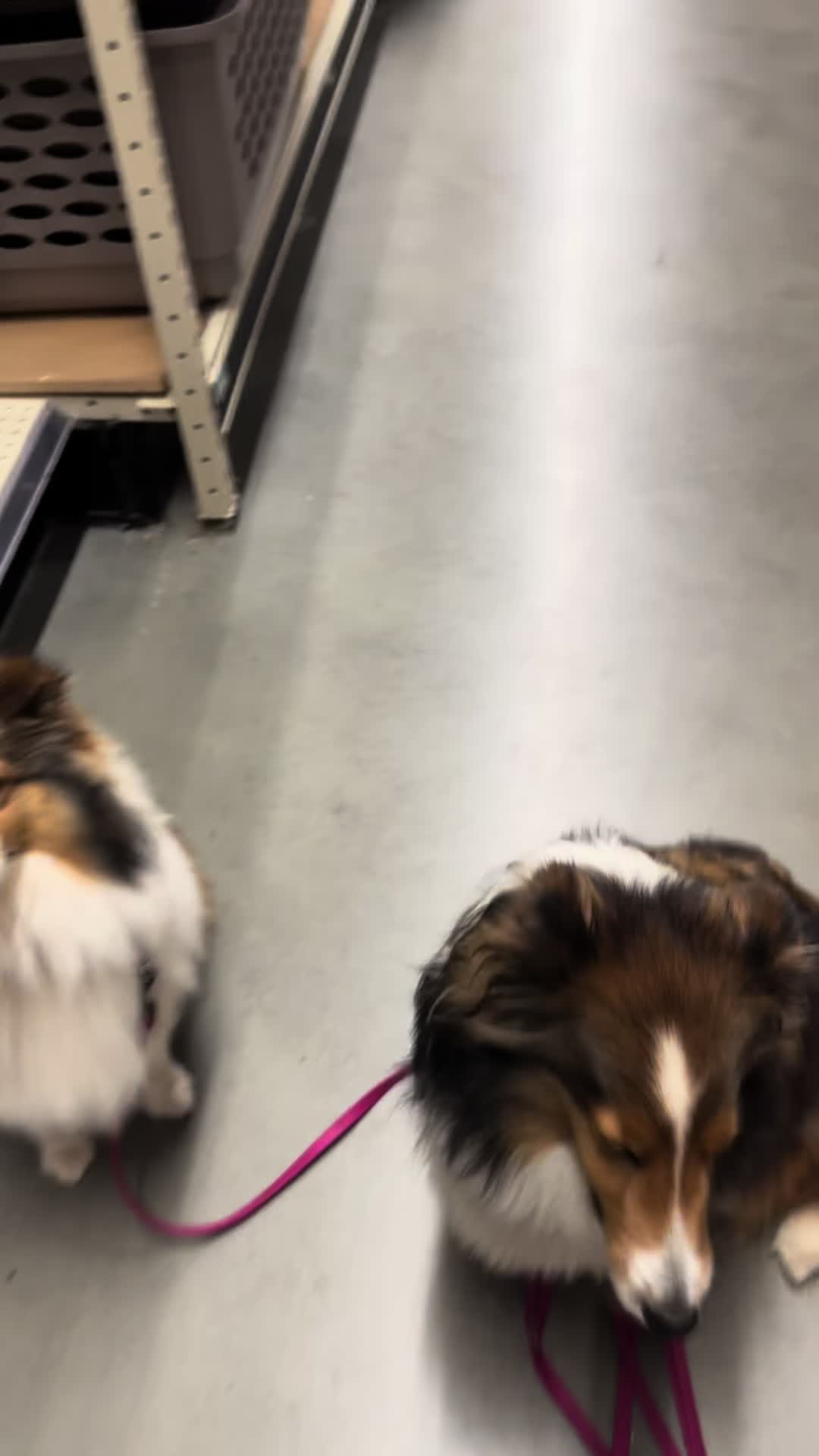 @Heather Discovery Canine Adv.
