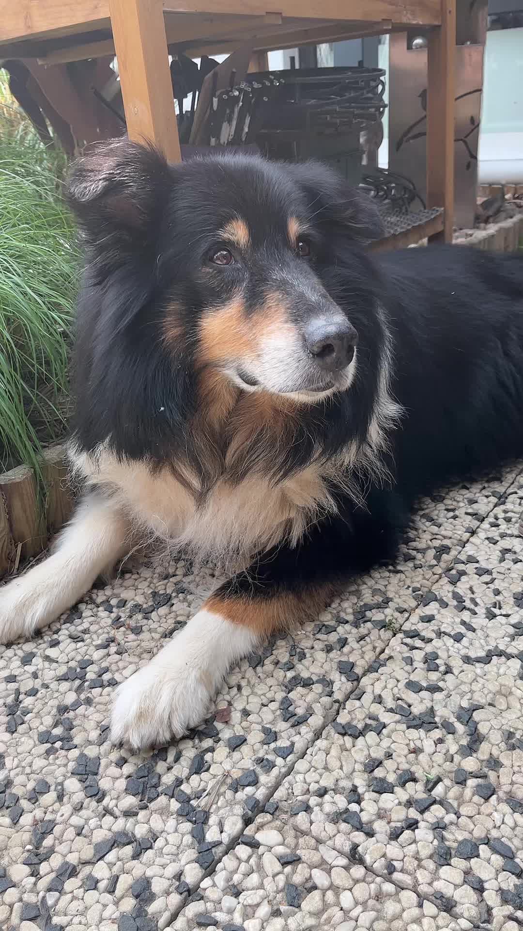 @g_m_k_l2026hunde