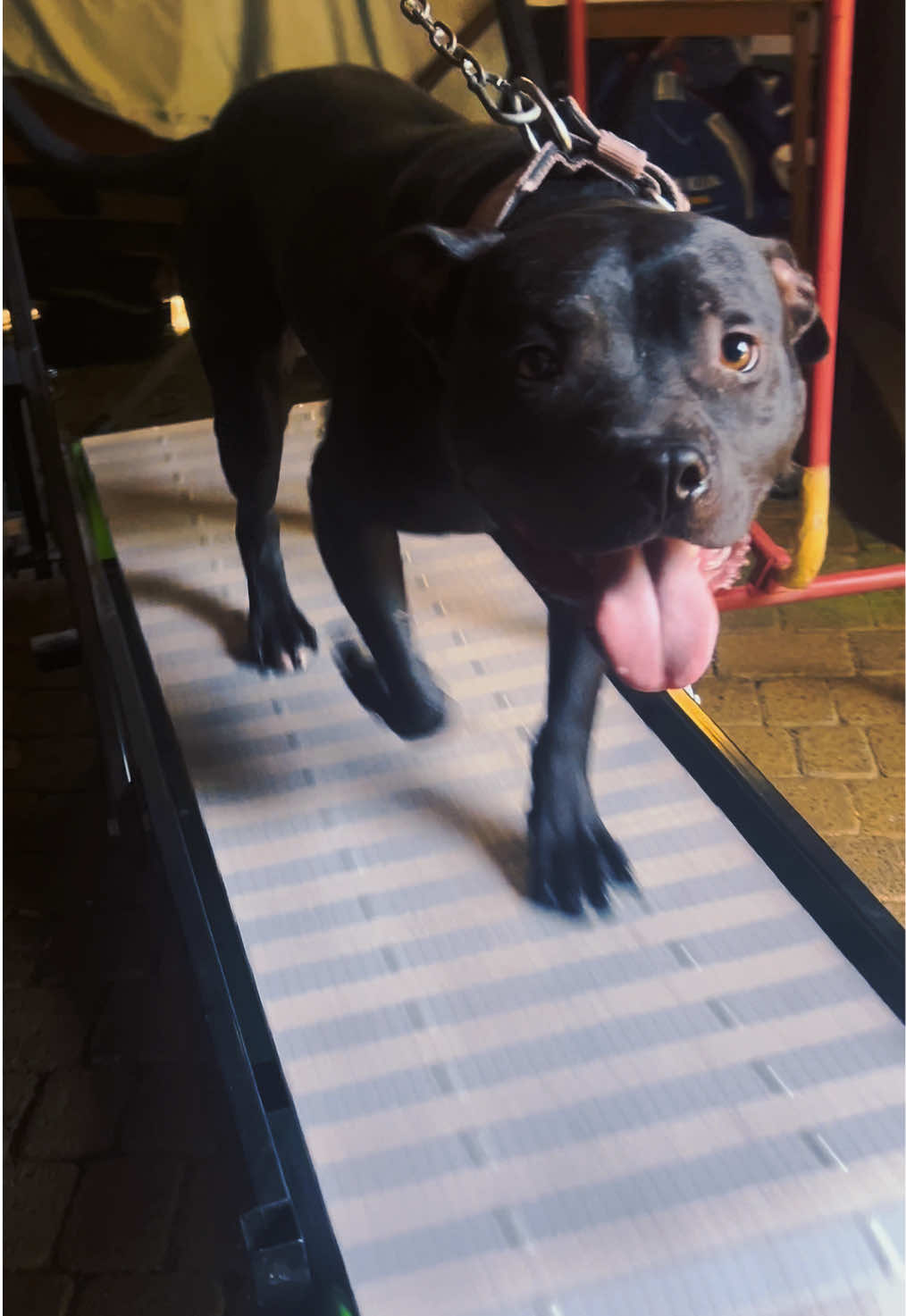 @Black&Yellow Kennel