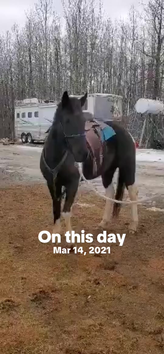 @Pigeon Lake Horse Drawn 🇨🇦