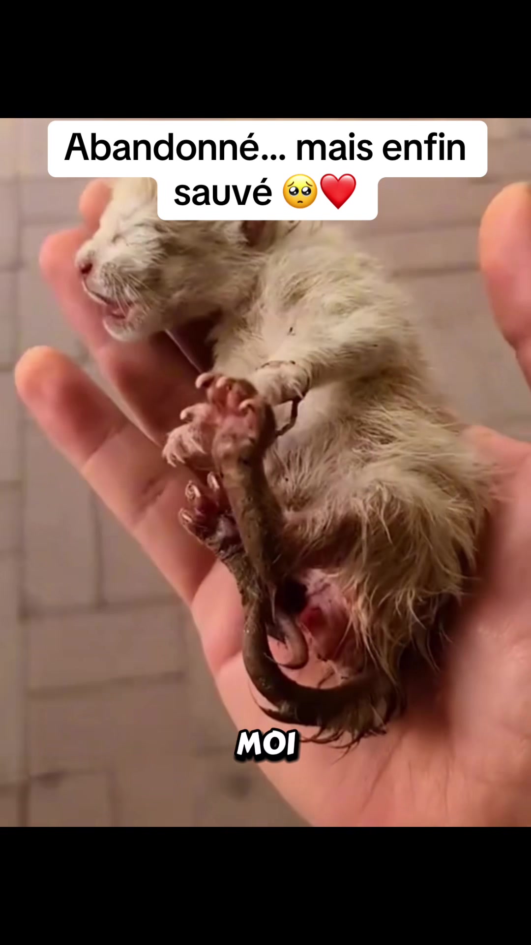 @rescueanimals69