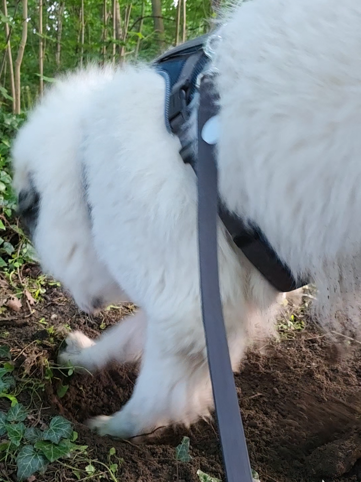 @Cooper😍and😍 I 🐕🏃♂️🫶🏻