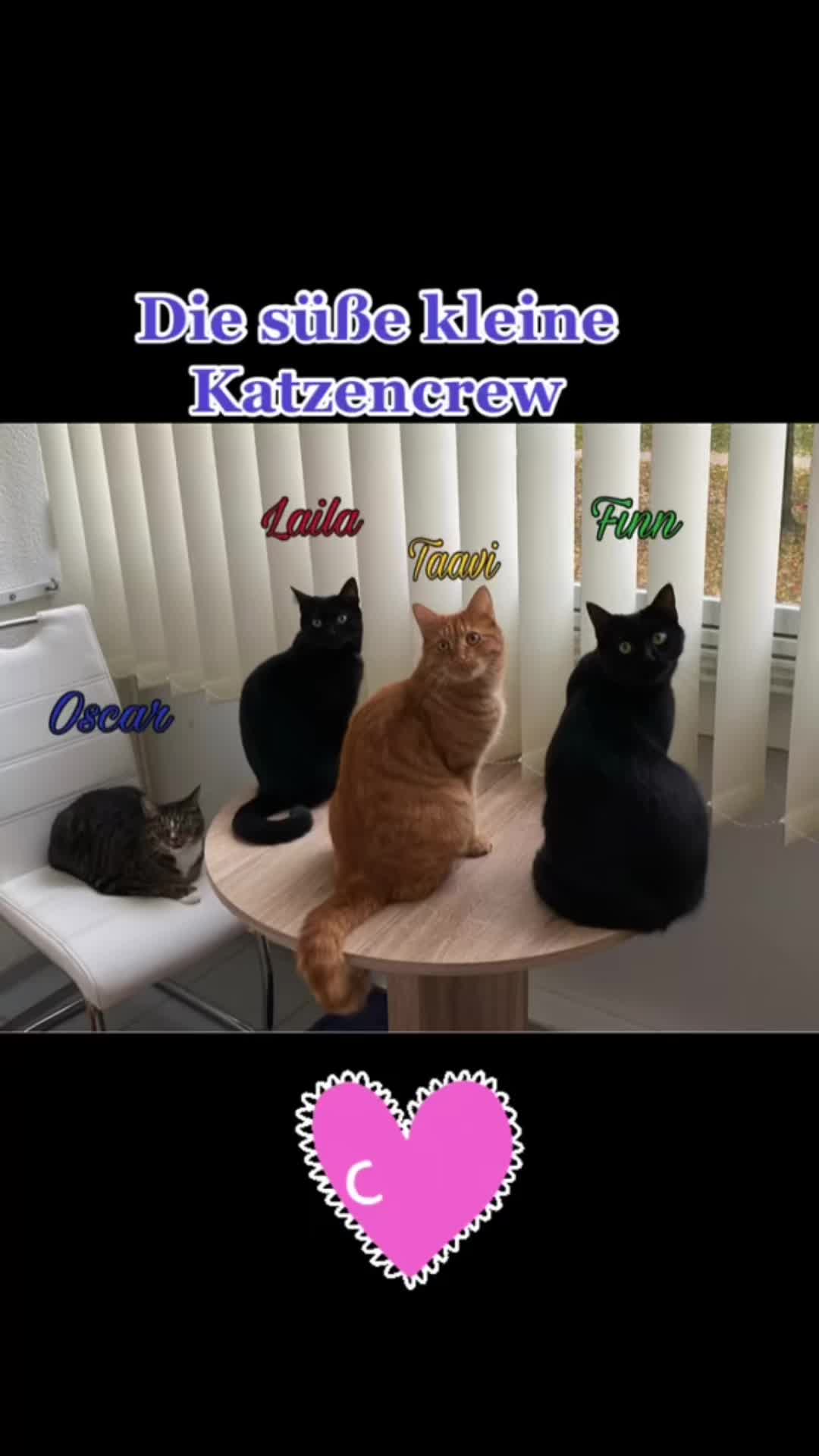 @Die süße kleine Katzencrew