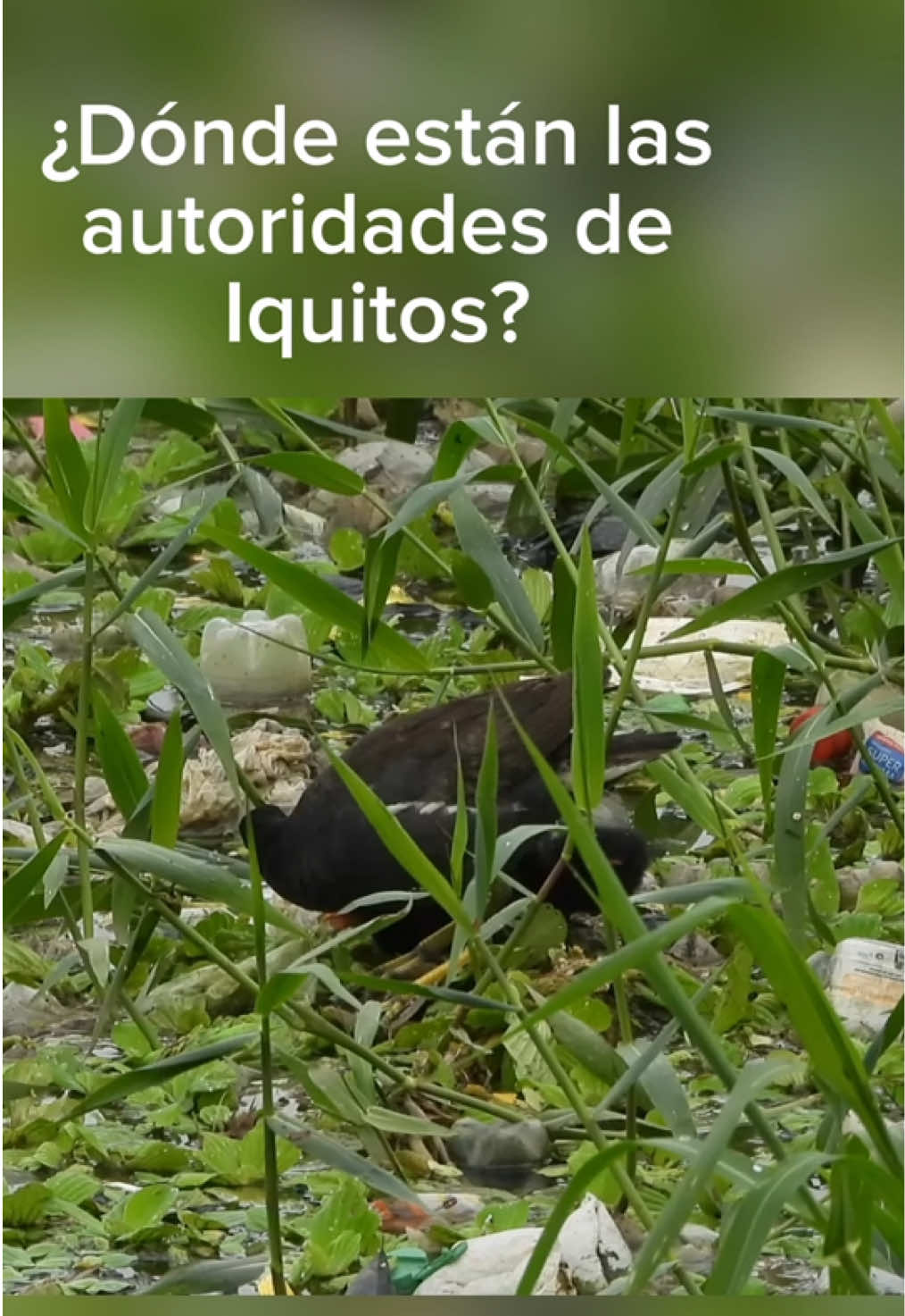 @Avistando Peru