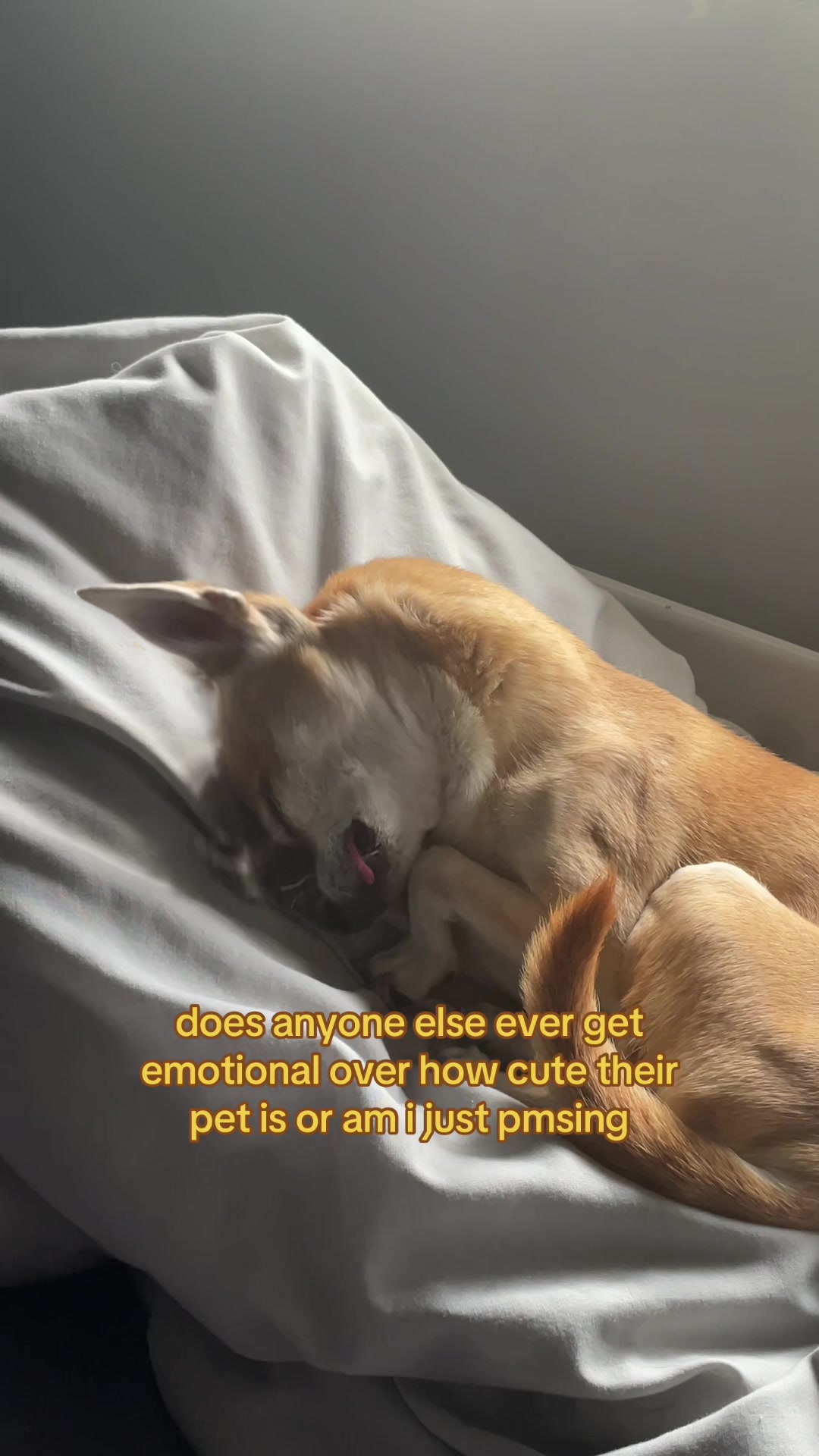 @evie