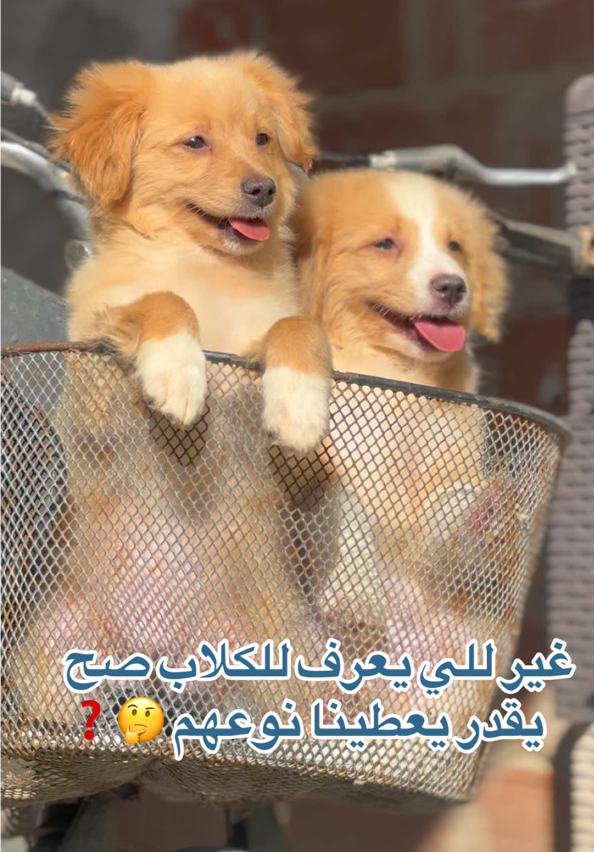@husky Athena🇩🇿🇹🇳🇲🇦