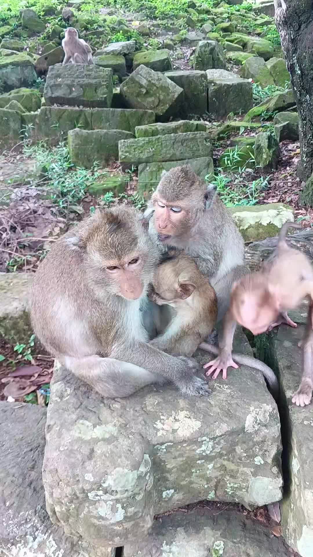 @Monkey Cambodia