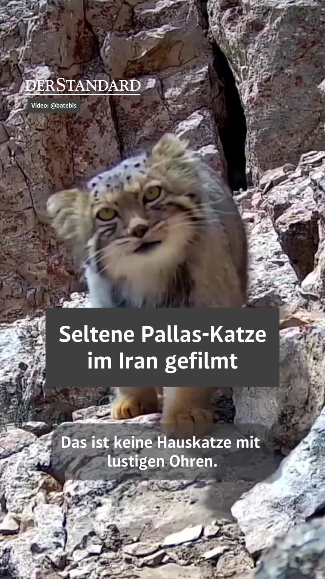 @DER STANDARD News