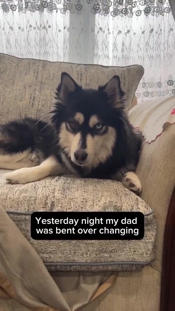 @Zeus the Pomsky🐾