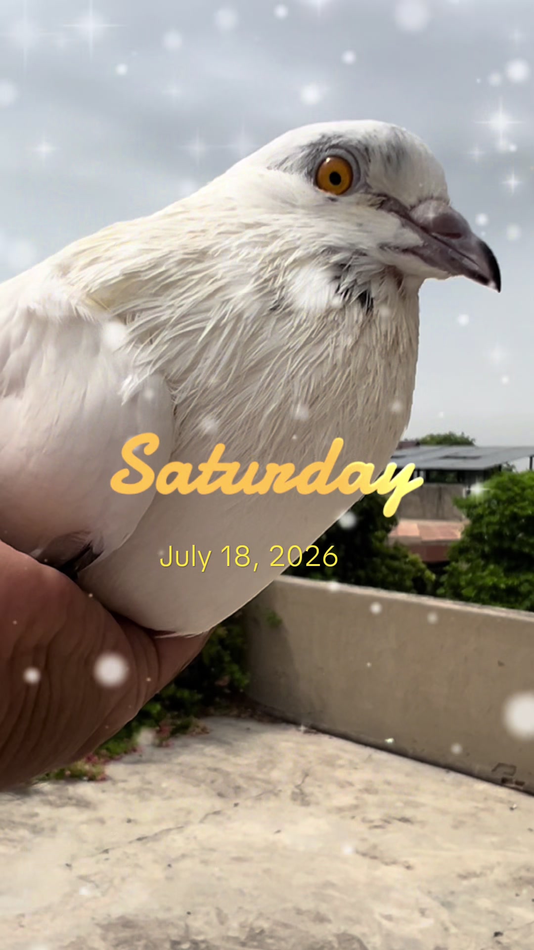 @The Best Pigeons