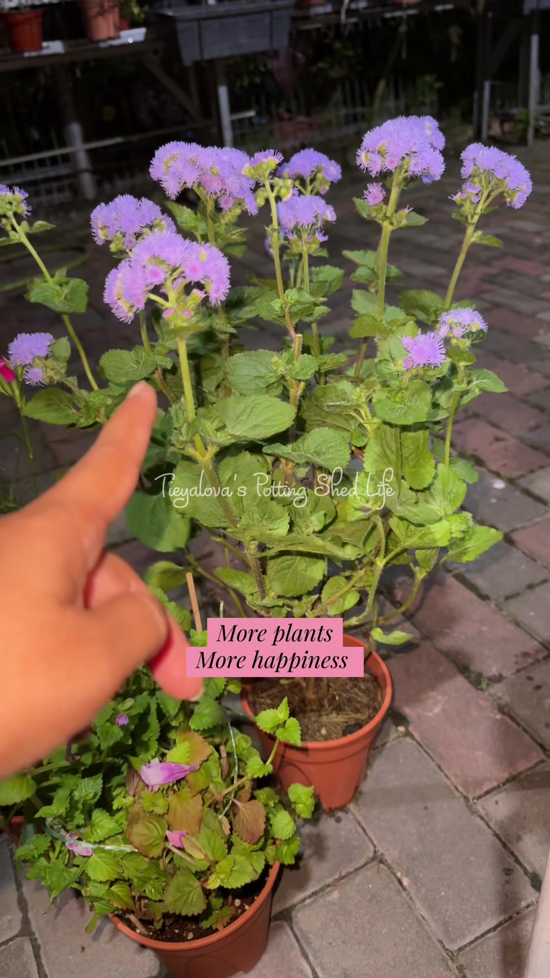 @Tieyalova’s Potting Shed