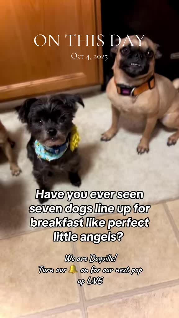 @Dogville | 8 Rescue Dogs 🐾