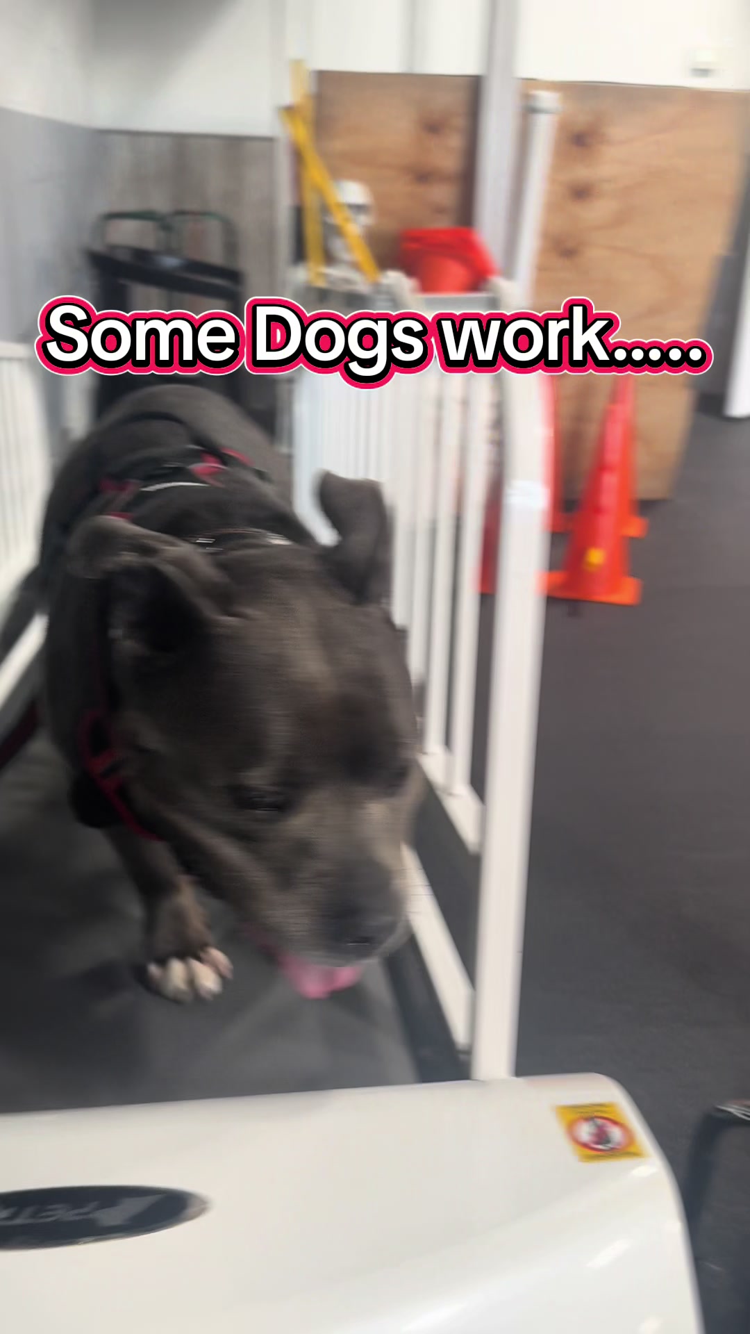 @ArfitDogRehabFitness