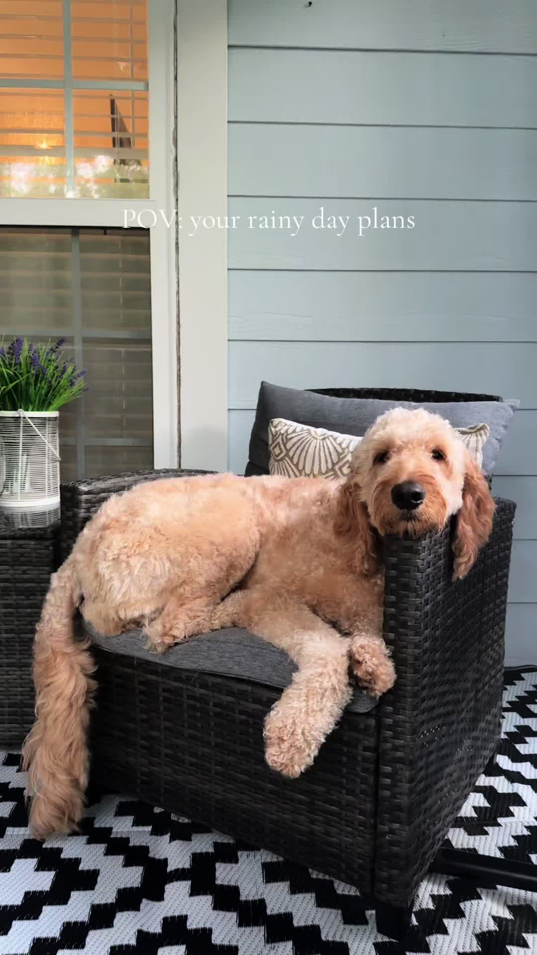 @Life.of.Penny Poo
