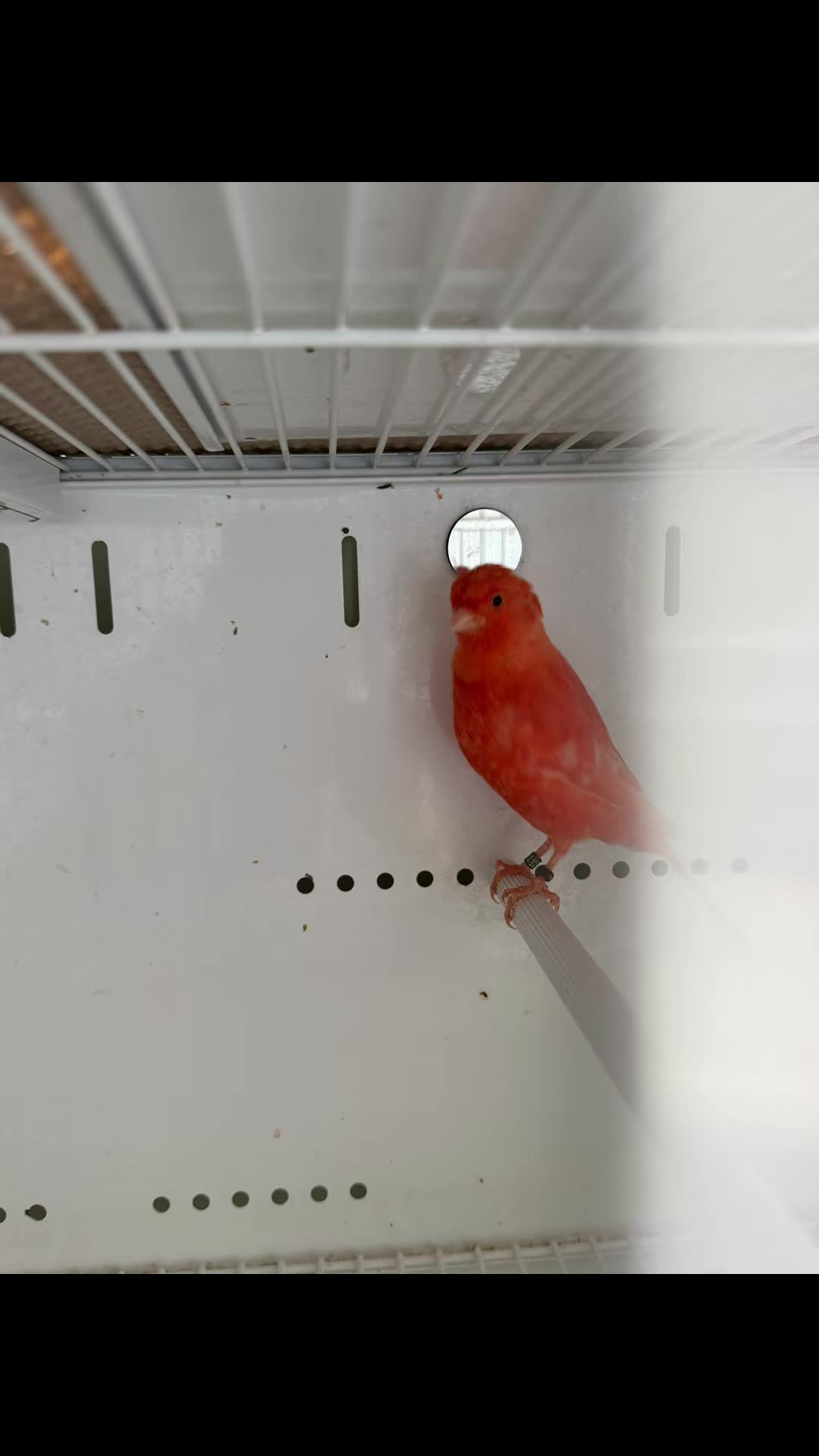 @AviarioUre&ntilde;a
