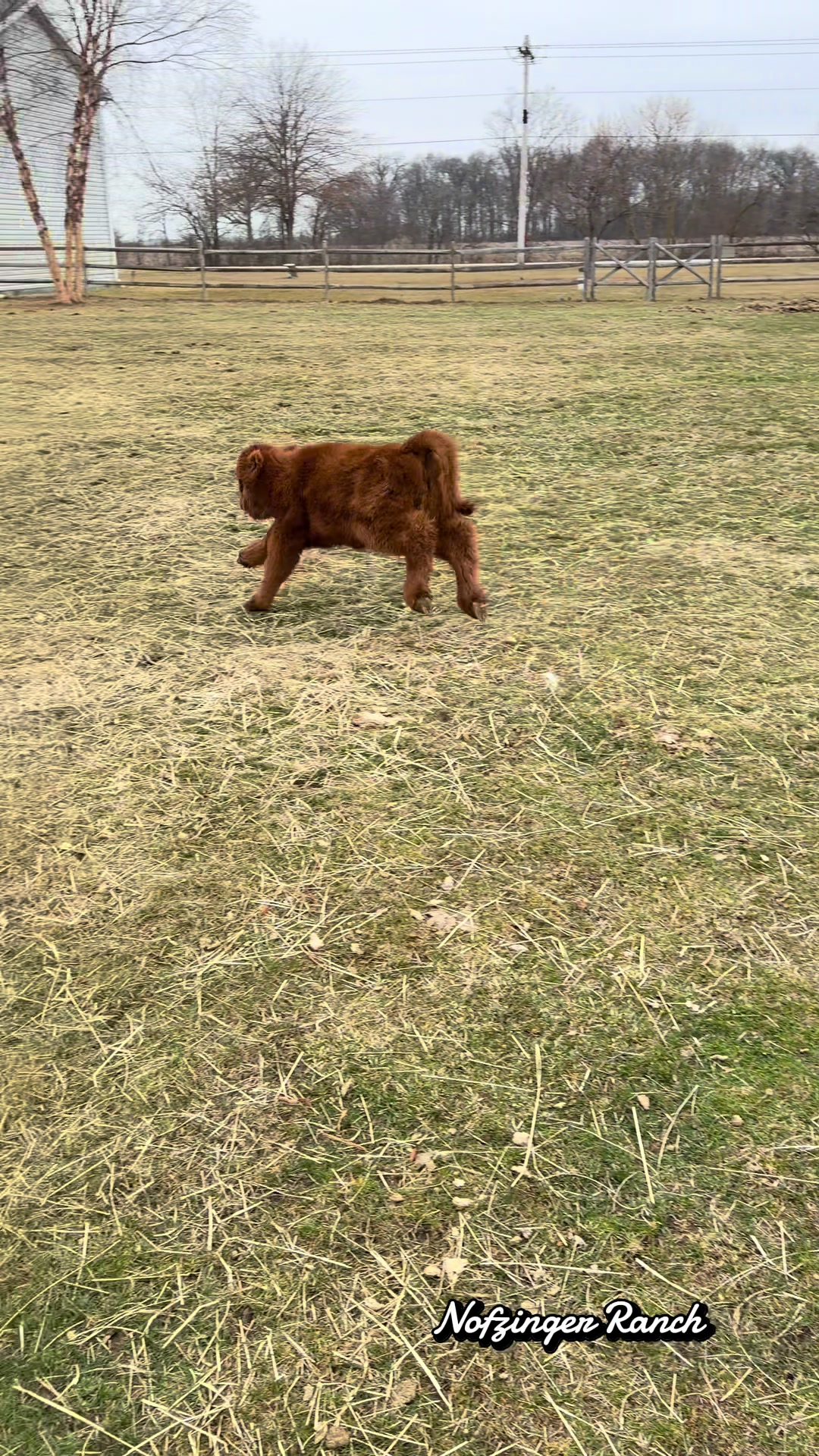@nofzingerranch
