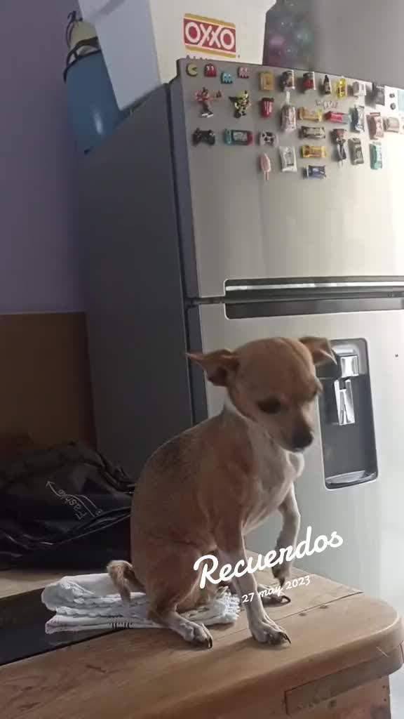 @luiselpollo95