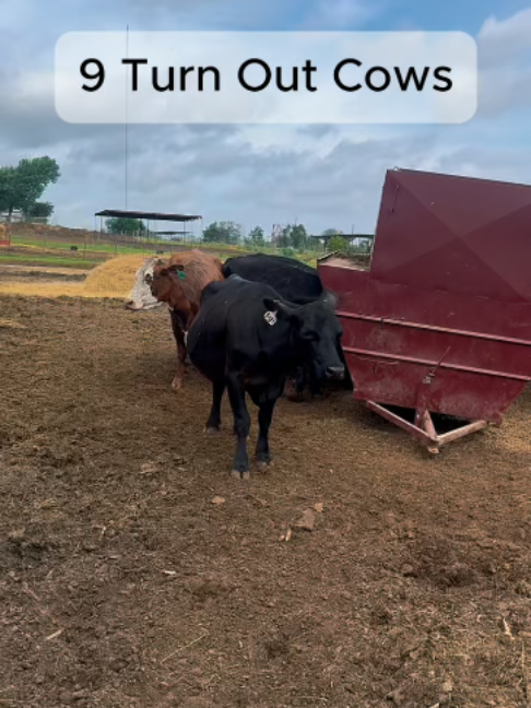 @Rutherford Land and Cattle