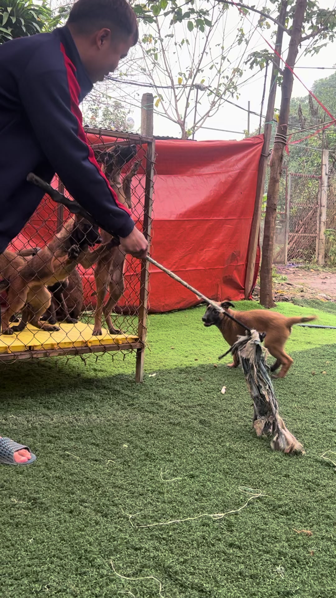 @Hồng long bi&ecirc;n malinois