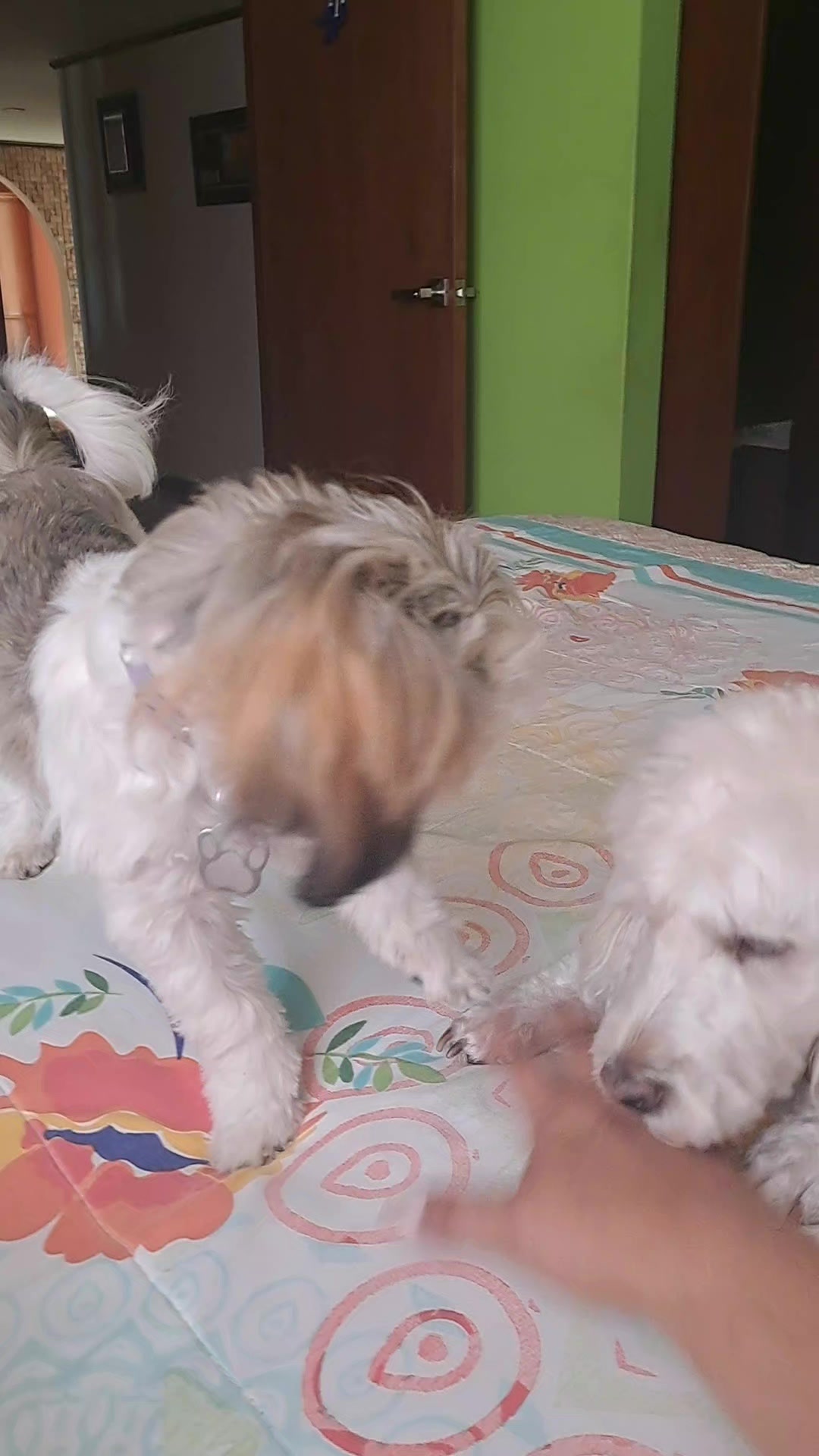 @Harry y Mila Life 🐶🐾