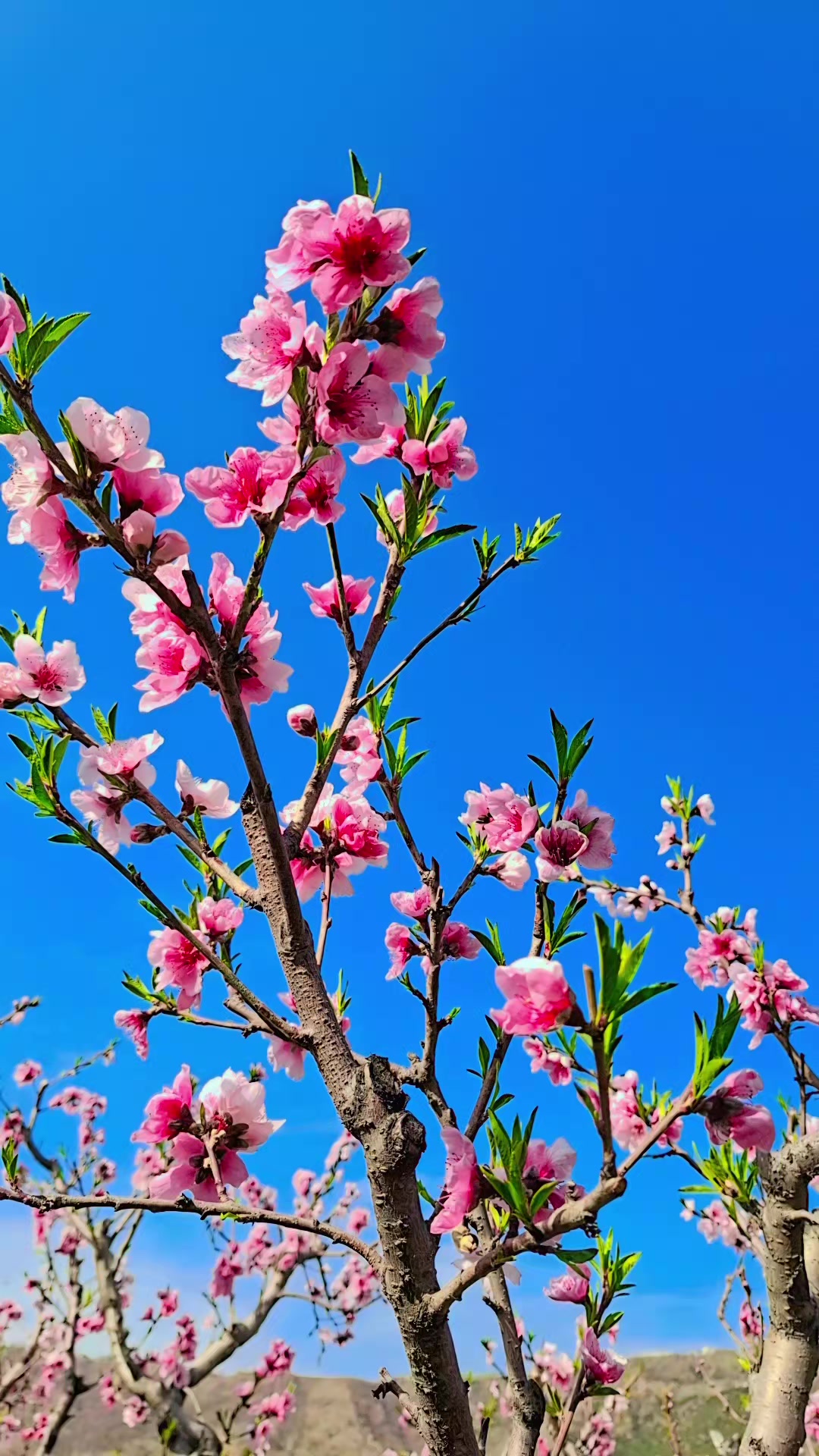 @Afsar Ali Khan🇵🇰🌹🇸🇦