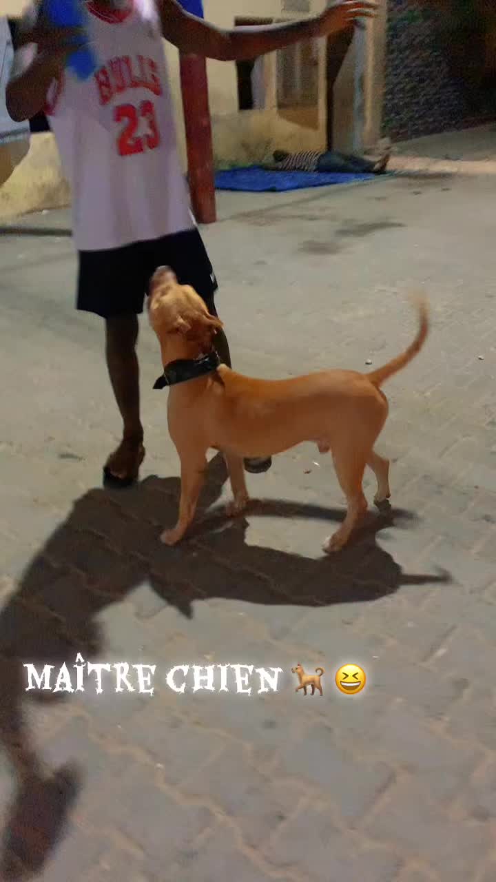 @Jummaux_dog🐶🐾 ✪