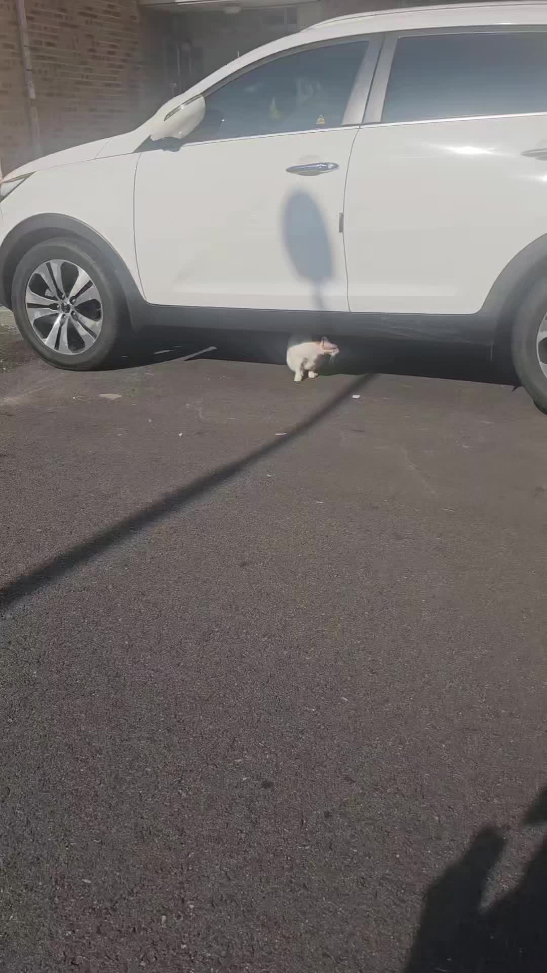 @고양이 형아