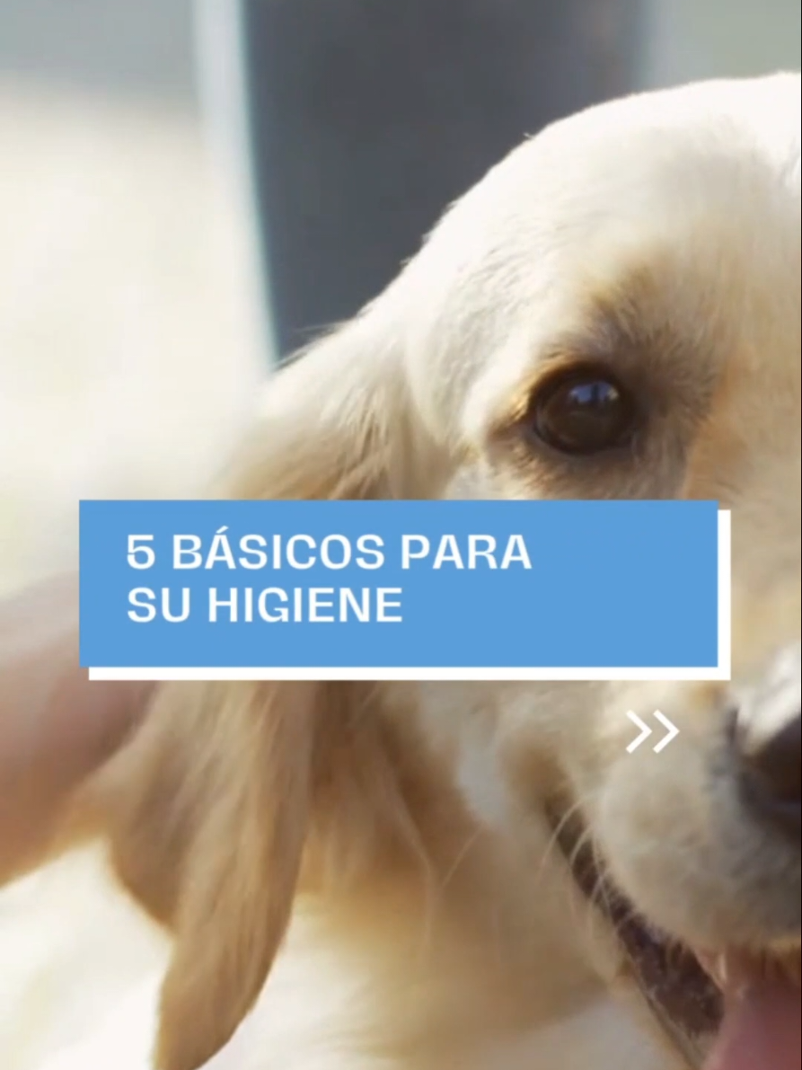 @Perrunos Veterinaria