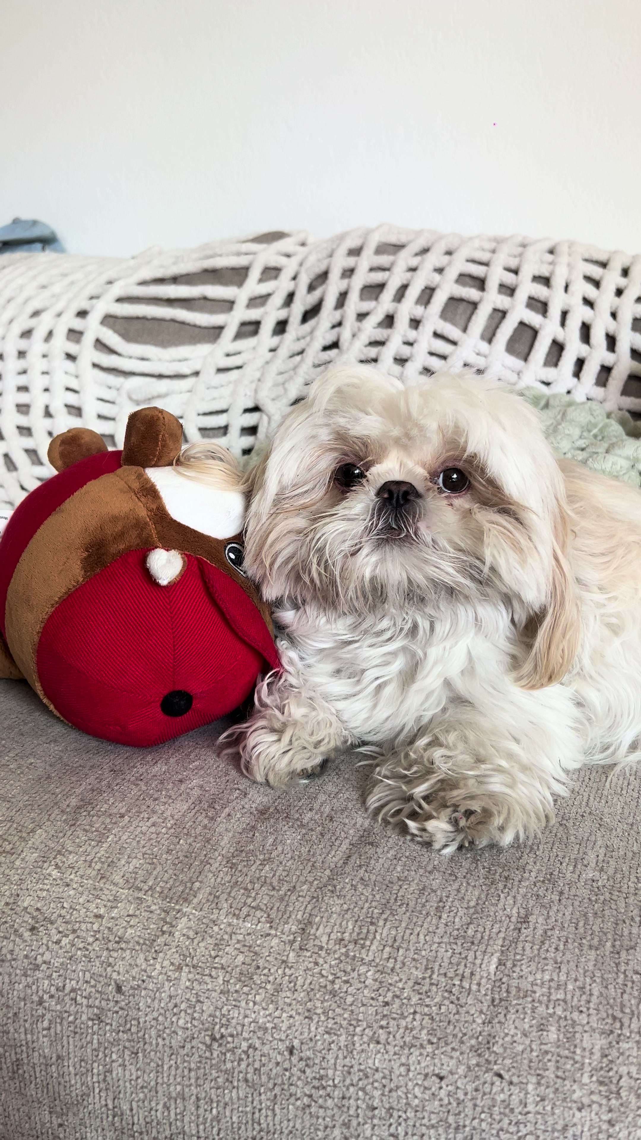 @Hugh the Shih Tzu