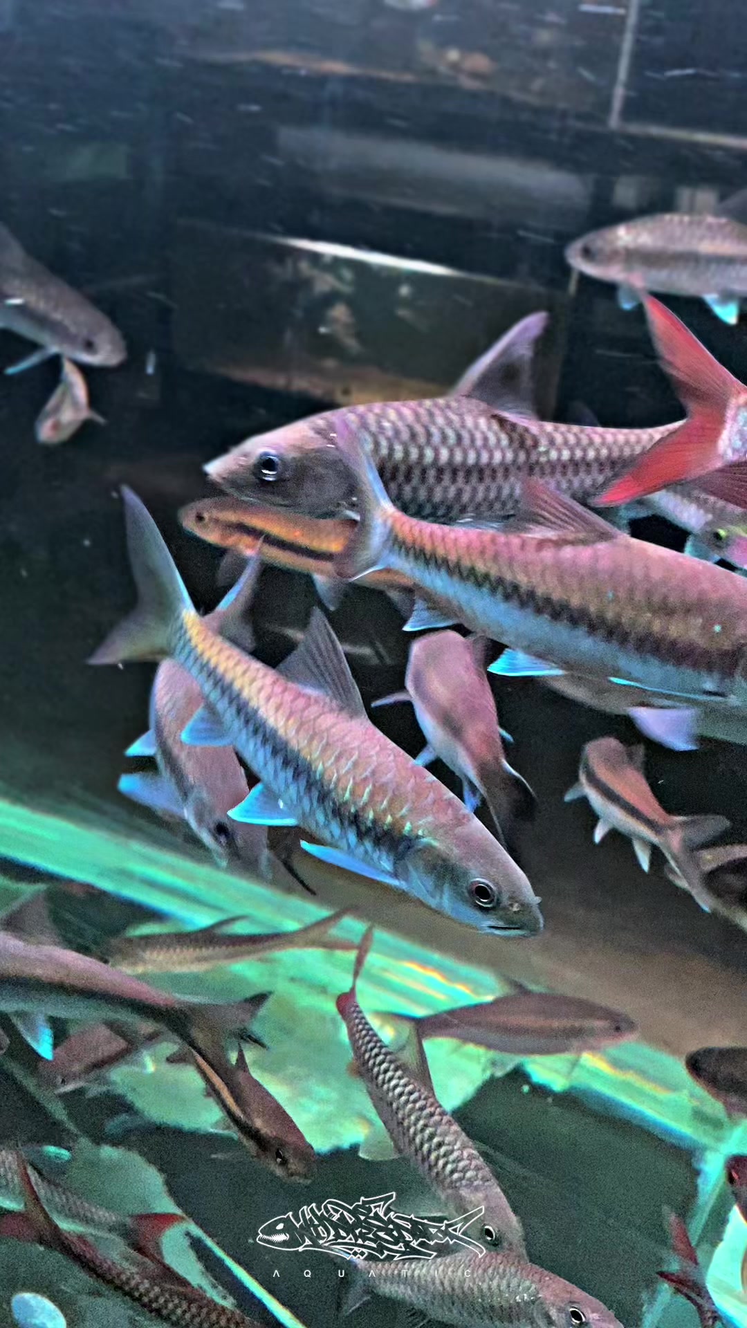 @Wild Predator Aquatic