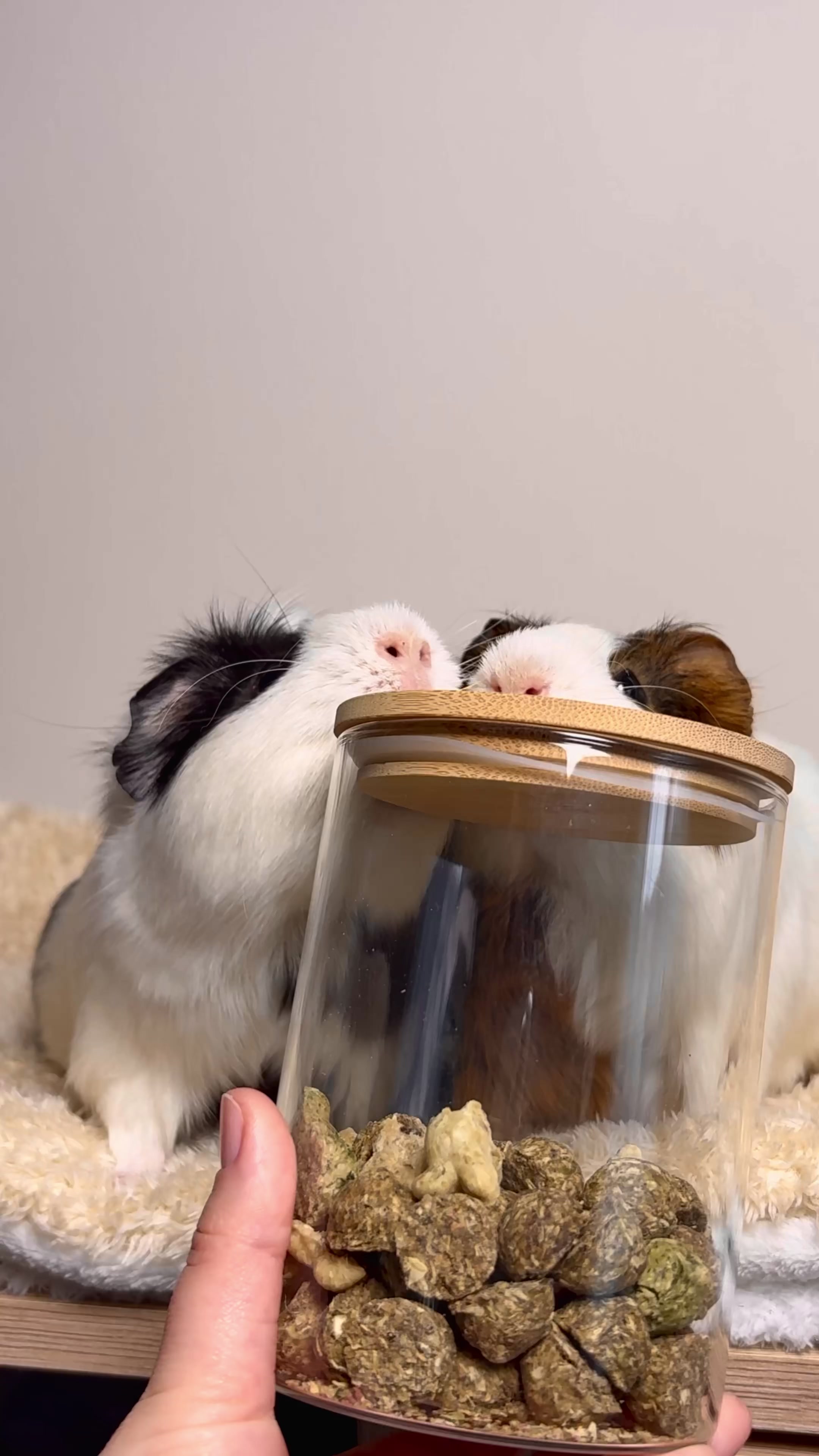 @friendly_guinea_pigs