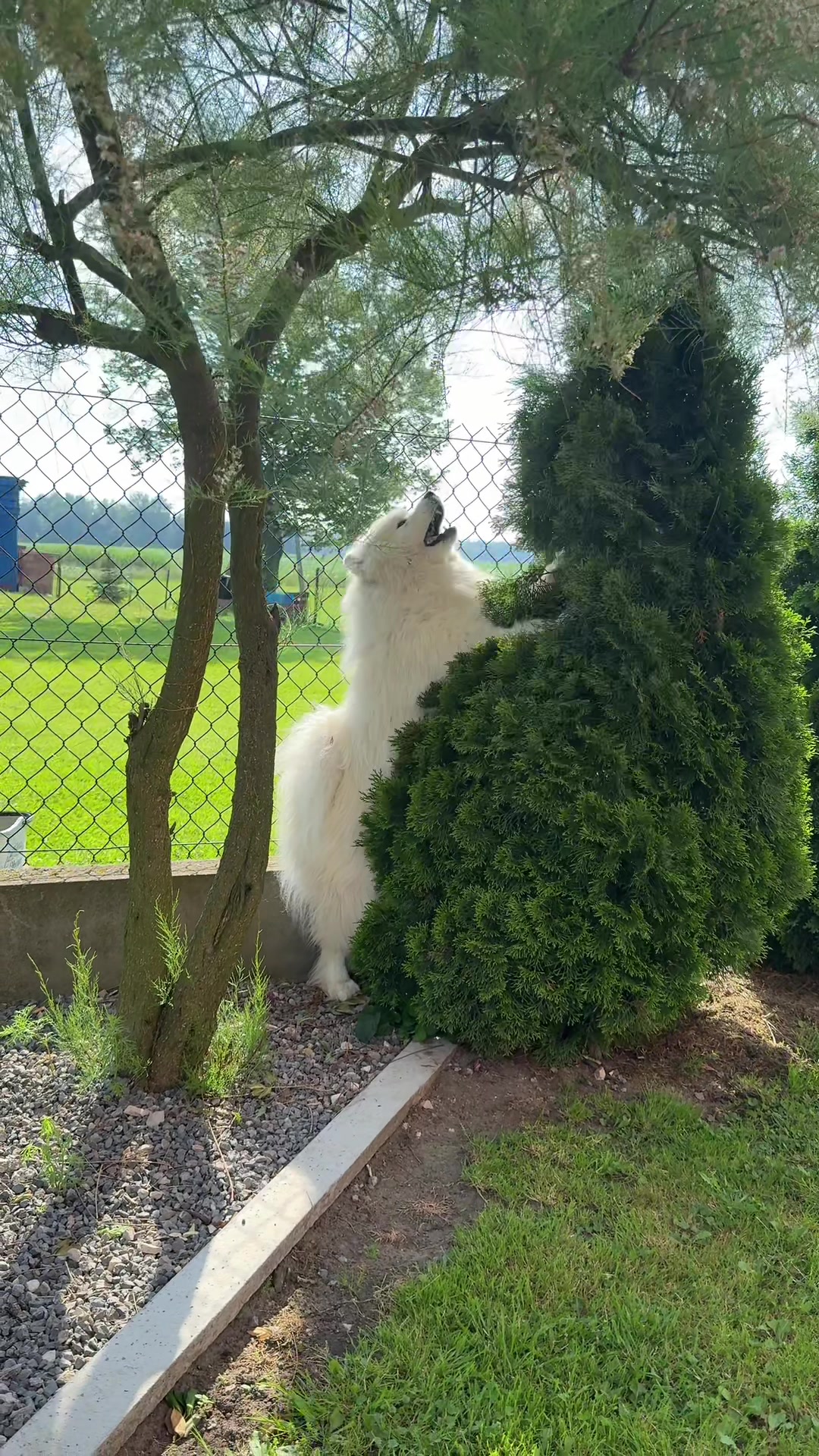 @Samoyed.Kokos