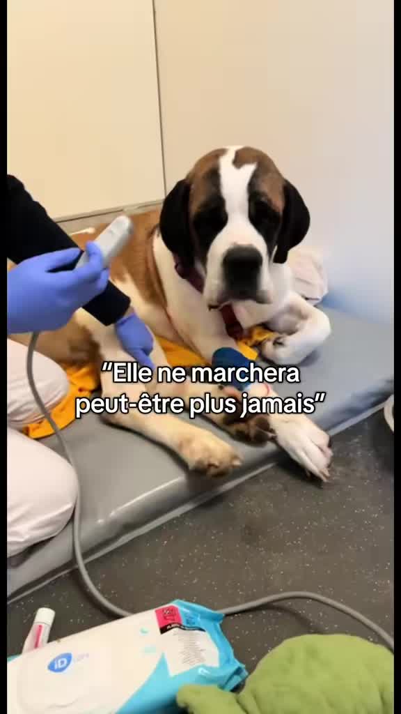 @Xena le St Bernard