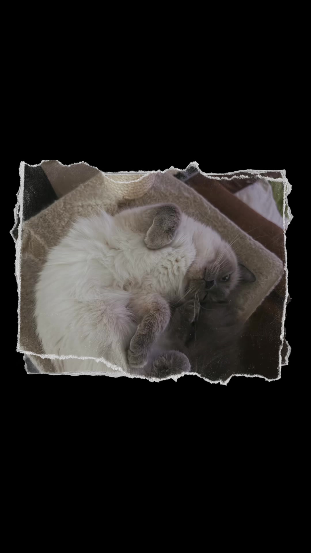 @mystic paws