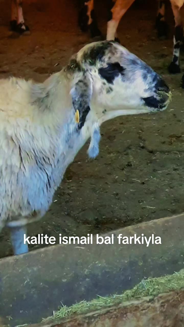 @Ismail Bal