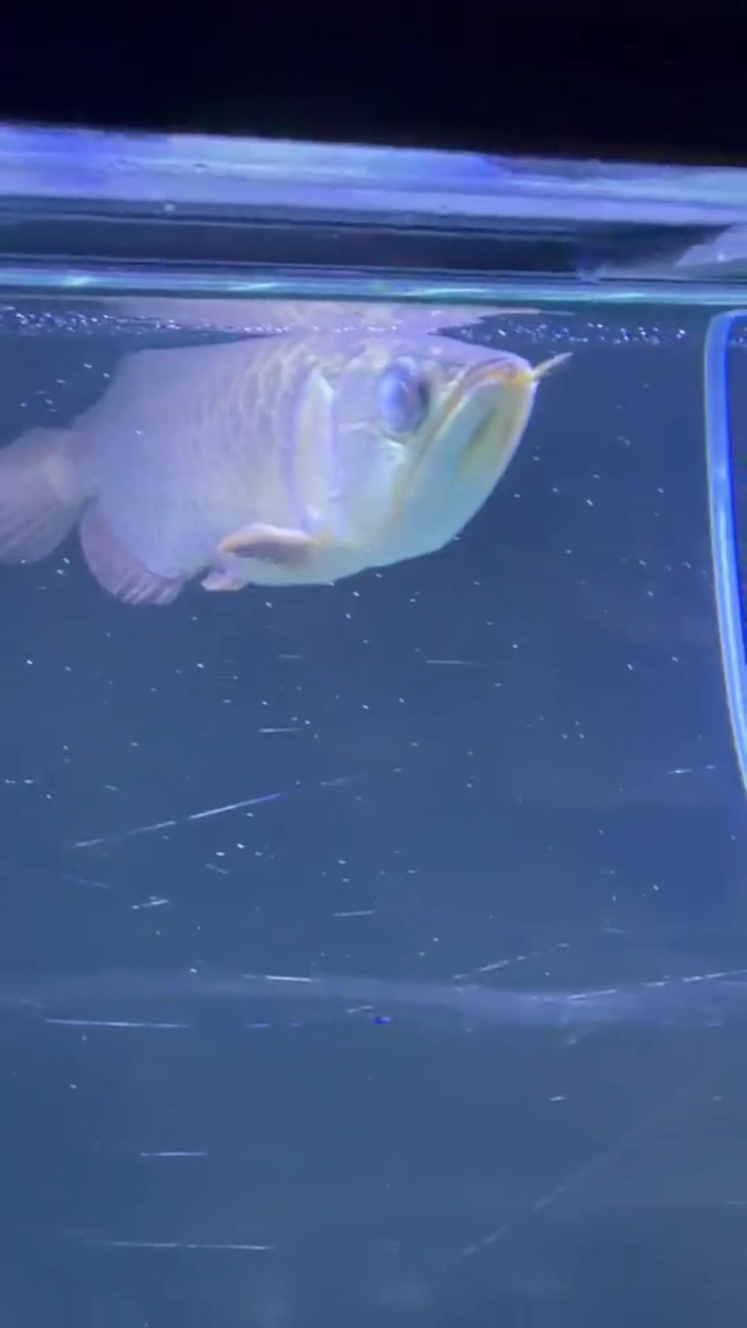 @MK AROWANA SPECIALIST
