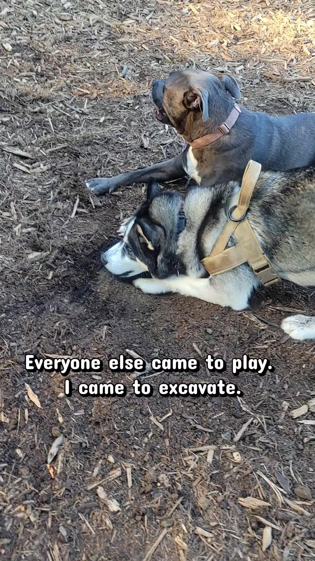 @the Hussey Husky