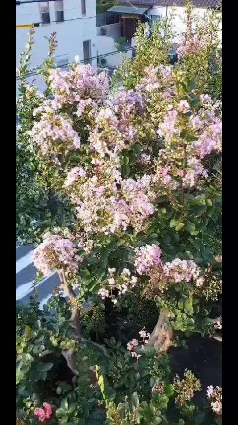 @HappyMaeMon